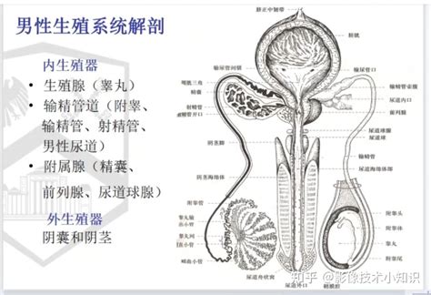 生殖器一顆一顆 天乙貴人とは